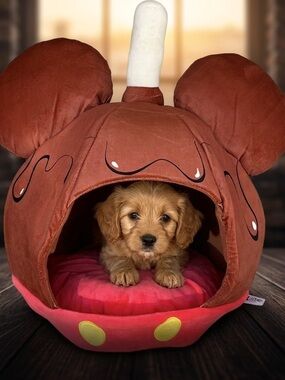 Disney Candy Apple Pet Bed NWT